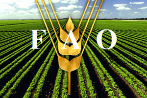 Čobanković na 37. FAO ministarskoj konferenciji