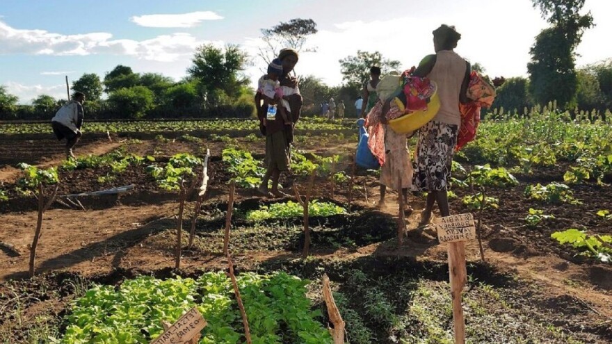 FAO zatražila pomoć od 350 miliona dolara za spriječavanje gladi