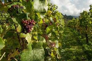 Prijedlog pravilnika o zemljopisnim područjima uzgoja vinove loze