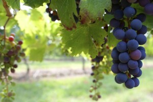 Objavljen natječaj za mjeru Restrukturiranje i konverzija vinograda
