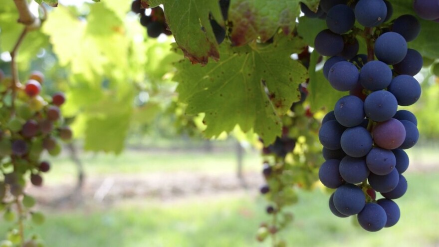 Objavljen natječaj za mjeru Restrukturiranje i konverzija vinograda