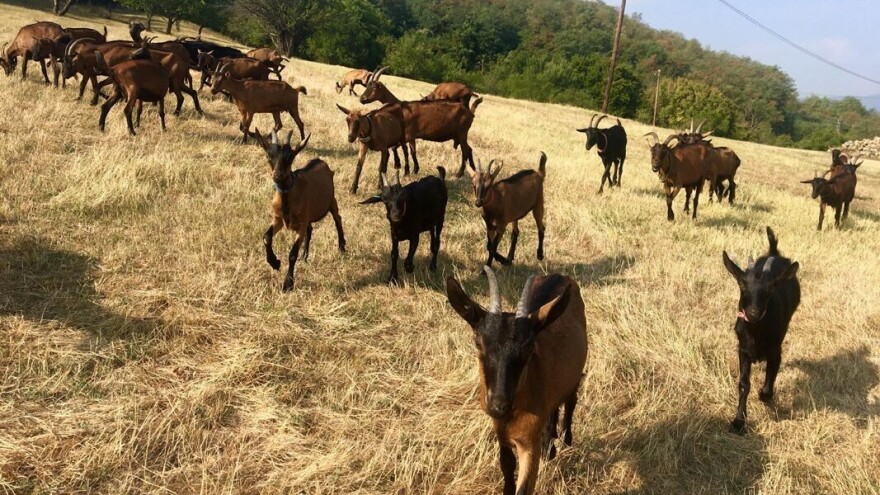 Reprodukcija koza i njihova ishrana u periodu mlečnosti