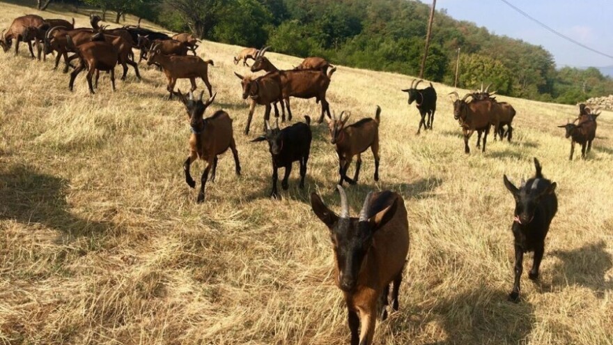 Reprodukcija koza i njihova ishrana u periodu mliječnosti