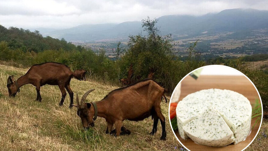 Francuska koza daje mleko za dobar srpski sir