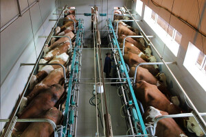 Farma Agro Mašić - najmodernija proizvodnja mlijeka i mesa u Bosni i Hercegovini
