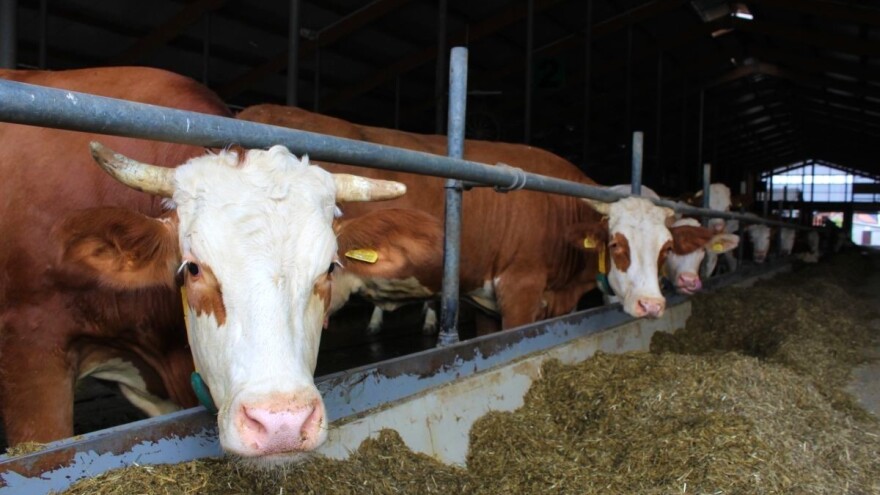 Nastavak proizvodnje mlijeka na Sokocu uslovljen premijama