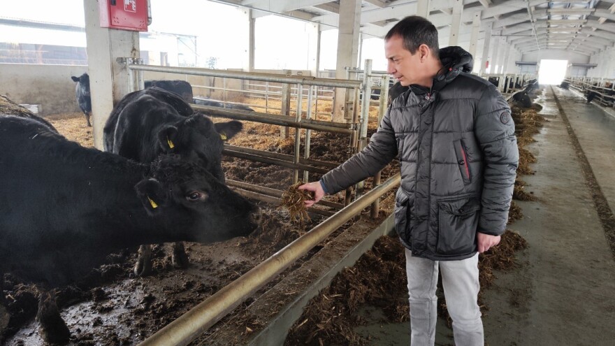 Od bika do bifteka: Da li su angus goveda ono što nam treba?