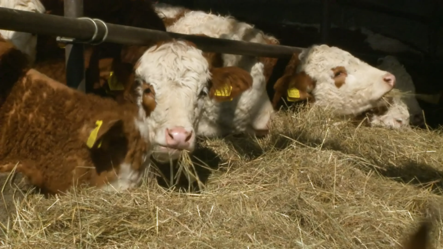 Potencijalni problem s likvidnosti u tovu junadi odlučili spriječiti ruralnim turizmom