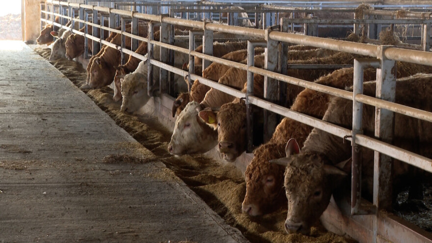 Kakve veze ima 300 rasnih bikova sa uzgojem lješnjaka?