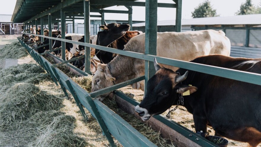 ZDK: Podsticaji za stočare 330 KM po muznoj kravi, a za malinare 700 KM