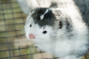 Na dvije farme kuna u Nizozemskoj otkriven koronavirus