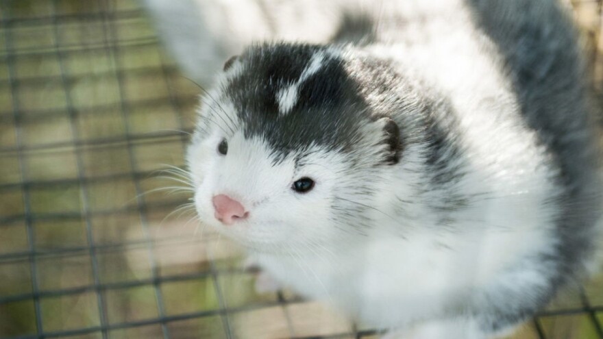 Na dvije farme kuna u Nizozemskoj otkriven koronavirus