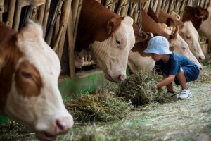 Dokazano: Djeca koja odrastaju na farmama manje obolijevaju od astme