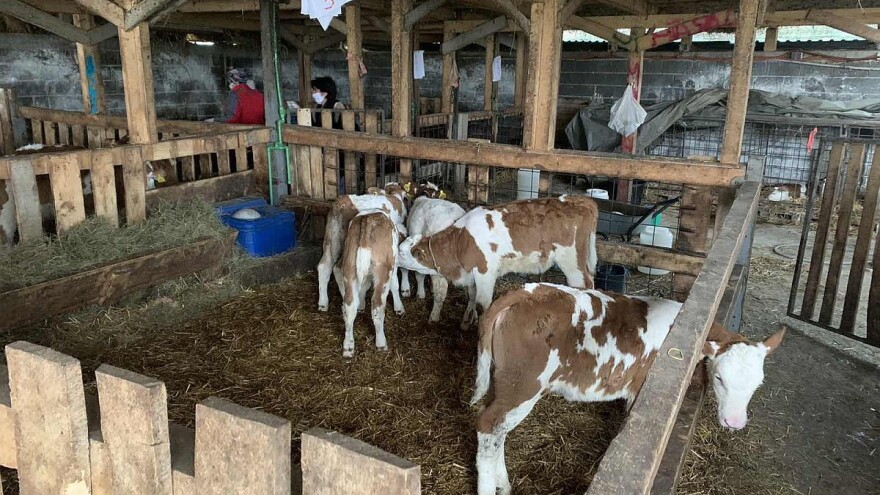 Mujanović: Uvozimo meso iz centara zaraze, a naši proizvođači nemaju kome da predaju stoku