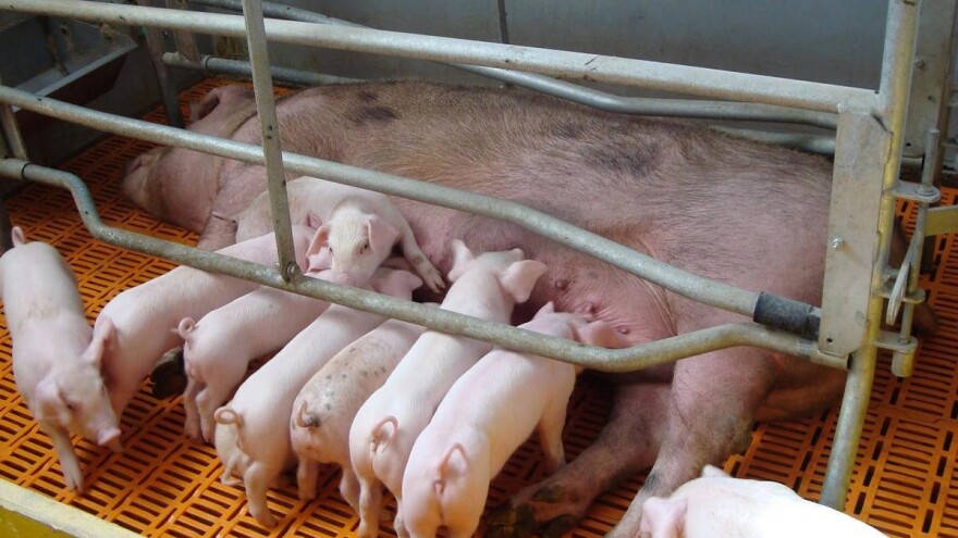 Mladi doktori Ivona i Ivan Dropulja odlučili pokrenuti farmu i ostati u BiH