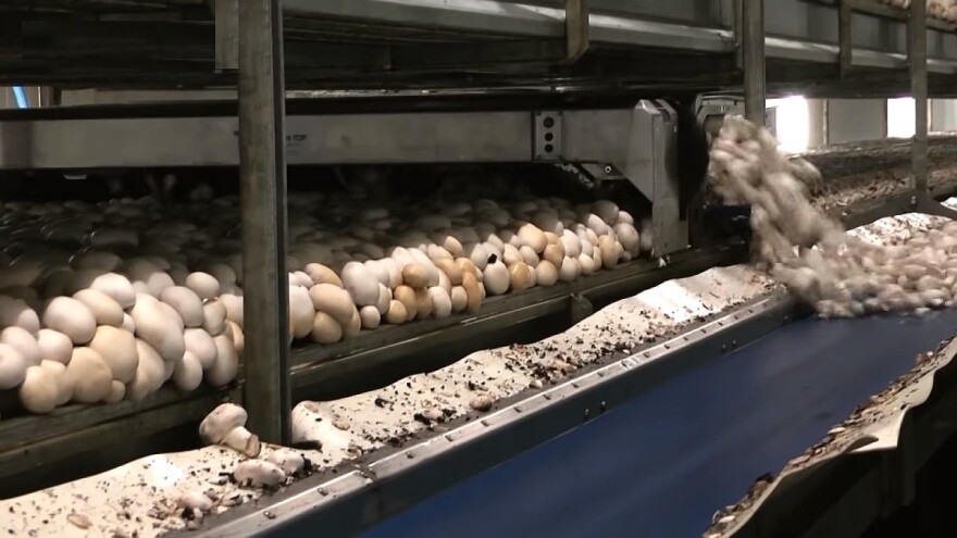 Automatizirana proizvodnja gljiva na stajskom đubrivu koje postižu punu veličinu za tri dana