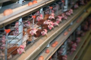 70 posto peradarskih farmi suočava se s propašću