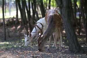 Jedinstvena seoska farma: 50 jelena lopatara živi na deset hektara