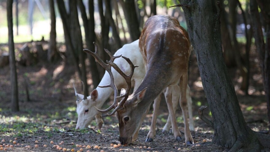 Jedinstvena farma u selu Brzan - 50 jelena lopatara živi na deset hektara