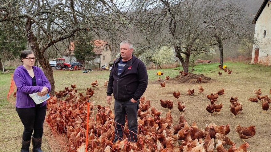 Koke kod Vidovića dnevno snesu 1.600 jaja: Dovoljno ih je samo pokupiti