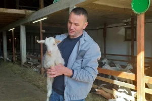 Nije farma jedna krava: Ljuban Gudelj uvodi red među 760 grla stoke