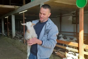 Nije farma jedna krava: Ljuban Gudelj zavodi red među 760 grla stoke