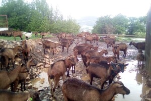 Općina odbila nadoknadu štete farmeru kojem su uginule desetine jarića i koza