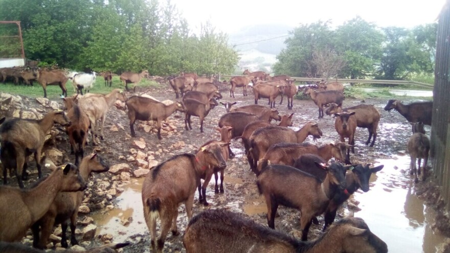 Općina odbila nadoknadu štete farmeru kojem su uginule desetine jarića i koza