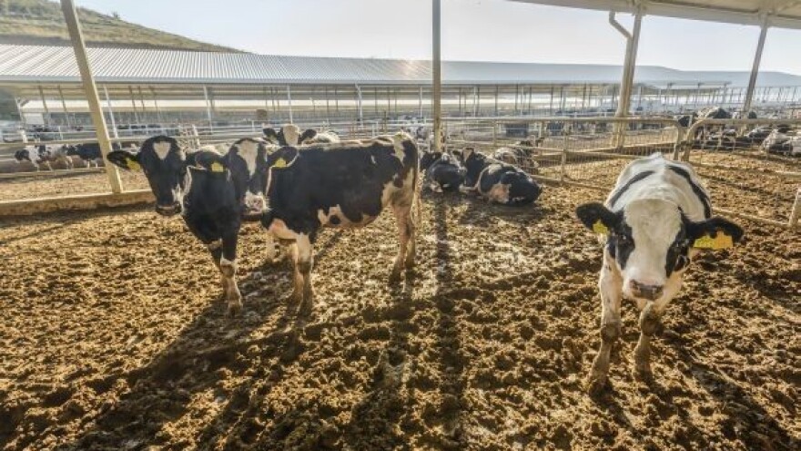 Krave će nam biti deblje i manje proizvoditi plin?