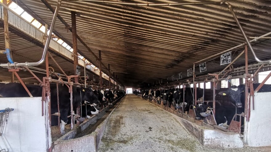 PD Butmir nabavlja još 60 junica, trenutno proizvode 8.000 litara mlijeka dnevno