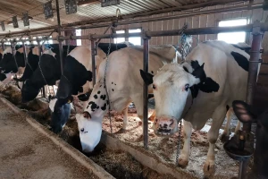 Sokolački farmeri ponovo ruše rekorde u proizvodnji mlijeka
