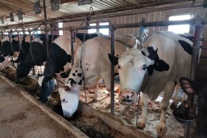 Sokolački farmeri ponovo ruše rekorde u proizvodnji mlijeka