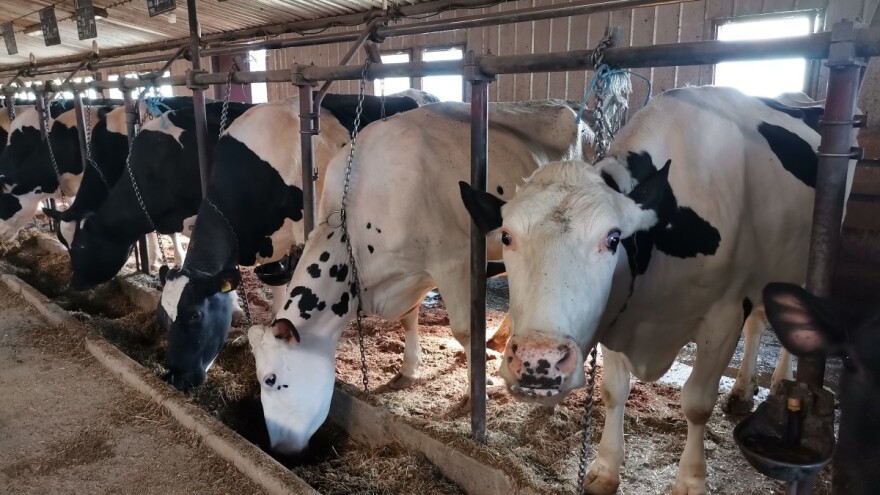 Sokolački farmeri ponovo ruše rekorde u proizvodnji mlijeka