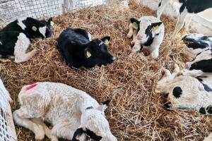 Tele zarazilo studente Veterinarskog fakulteta Q groznicom?