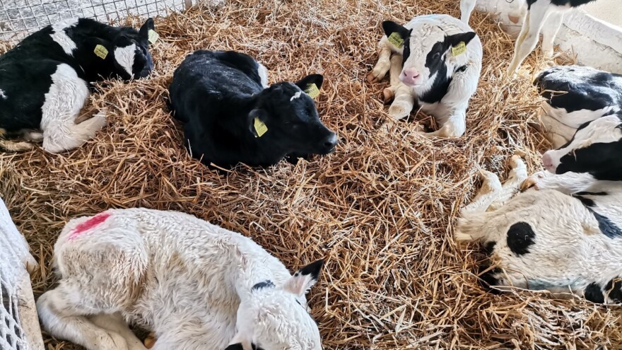 Tele zarazilo studente Veterinarskog fakulteta Q groznicom?