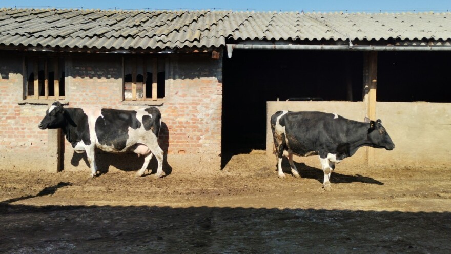 Isplaćene premije za muzna grla, voće i povrće u Republici Srpskoj