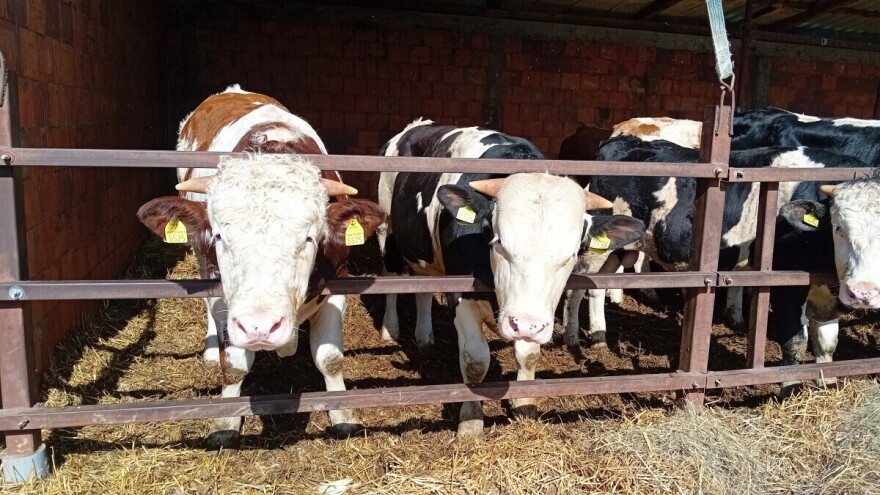 Bikovi dostigli rekordnu cenu