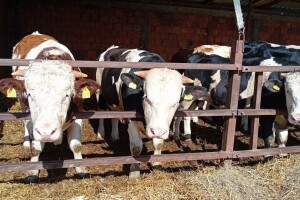 Tovna junad dostigla maksimalnu cenu, cene prasića i tovljenika variraju