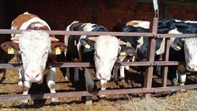 Tovna junad dostigla maksimalnu cenu, cene prasića i tovljenika variraju