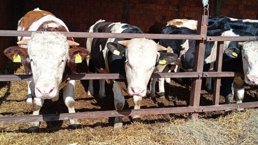 Stočari Srbije: Ispunite nam zahteve ili ćemo prosipati stajnjak po putevima