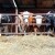 Cena prasića do 650 din/kg, bikovi do 380 din/kg