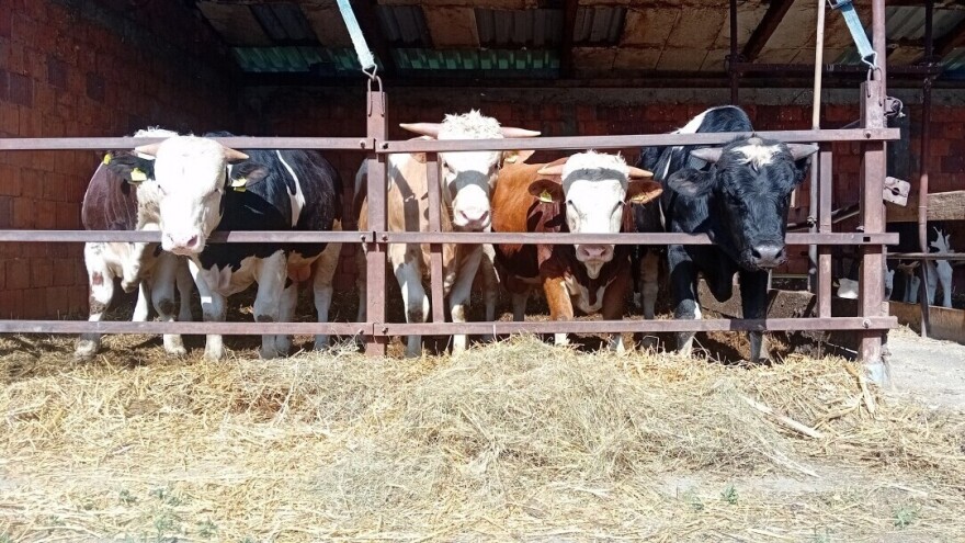 Cena prasića do 650 din/kg, bikovi do 380 din/kg