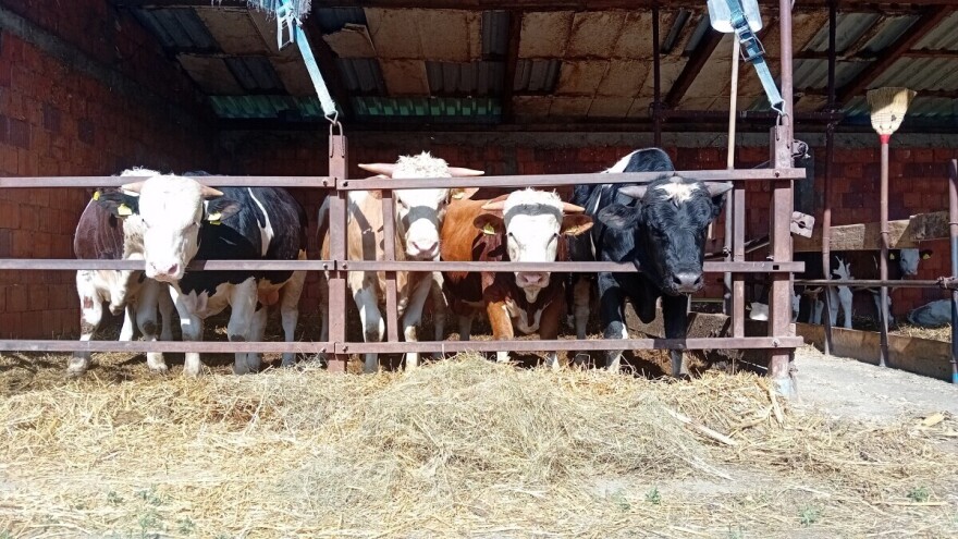 Tovne svinje od 250 din/kg, junad i za 305 din/kg