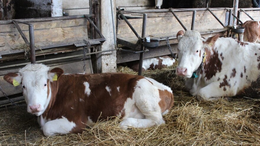 Cena jagnjadi dostigla iznos od 700 din/kg, a telad od 840 din/kg