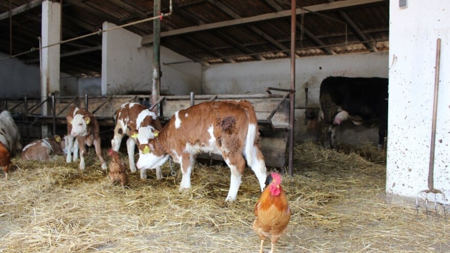Zakonom žele doskočiti doseljenicima iz gradova kojima smeta miris balege i kukurikanje