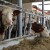 Dukat najavio novo povećanje otkupne cijene mlijeka