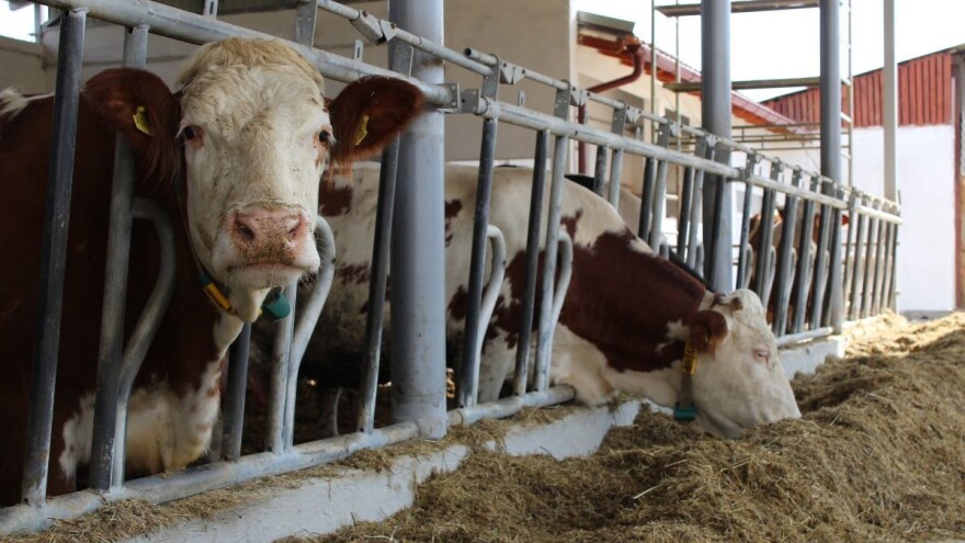 I kod nas se stvara nova generacija farmera i proizvođača mlijeka?