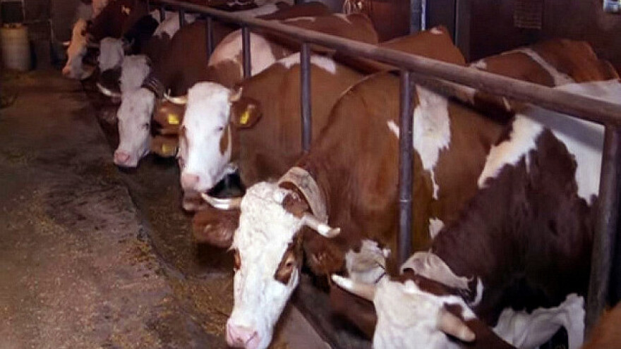 Mlekarska proizvodnja u Osečenici