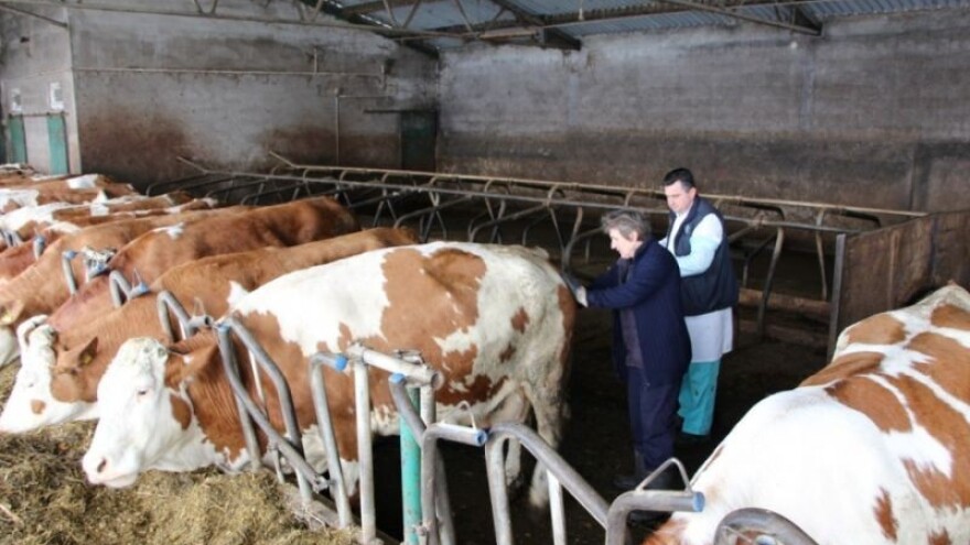 Povećan broj svinja za tov - manje muznih krava!