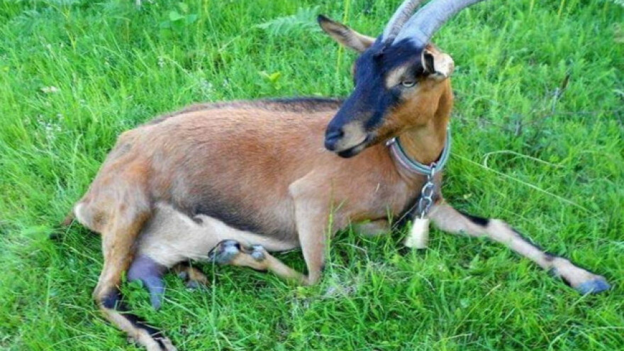 Kozarstvo - obaveza koja se voli